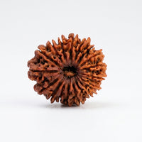 Natural 18 Mukhi Rudraksha (Nepali)