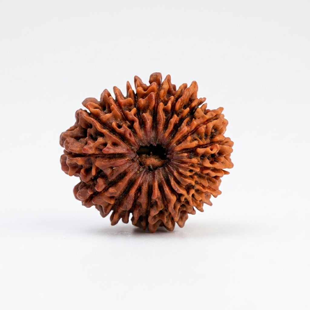 Natural 18 Mukhi Rudraksha (Nepali)