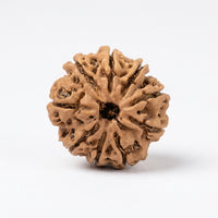 Natural 9 Mukhi Rudraksha (Nepali)