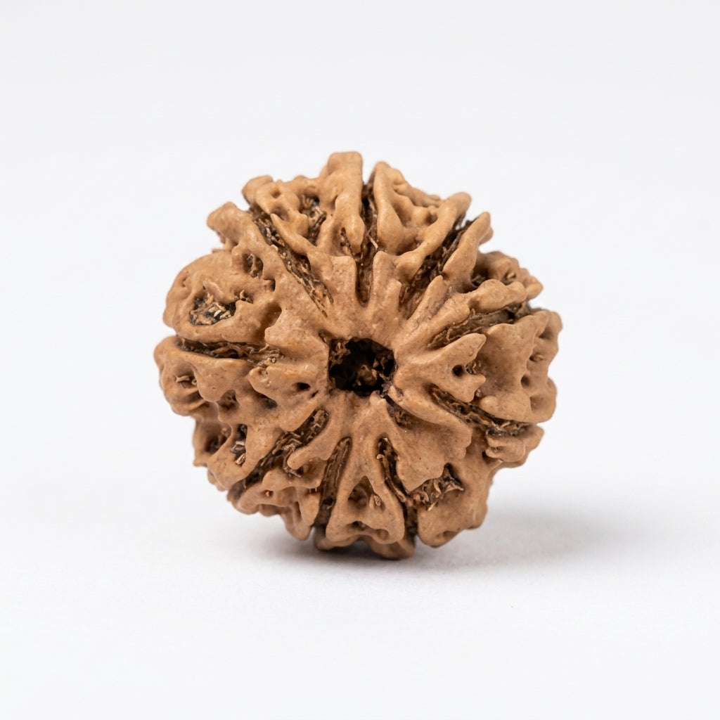Natural 9 Mukhi Rudraksha (Nepali)
