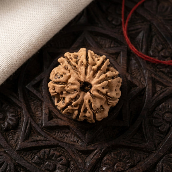 Natural 9 Mukhi Rudraksha (Nepali)