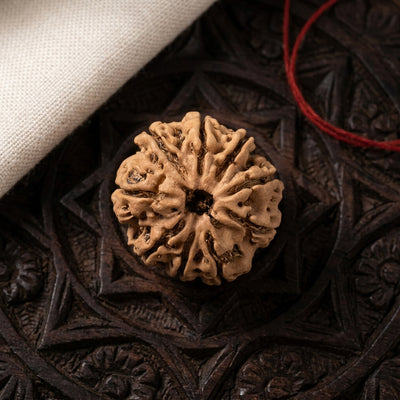 Natural 9 Mukhi Rudraksha (Nepali)