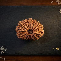 Natural 16 Mukhi Rudraksha (Nepali)